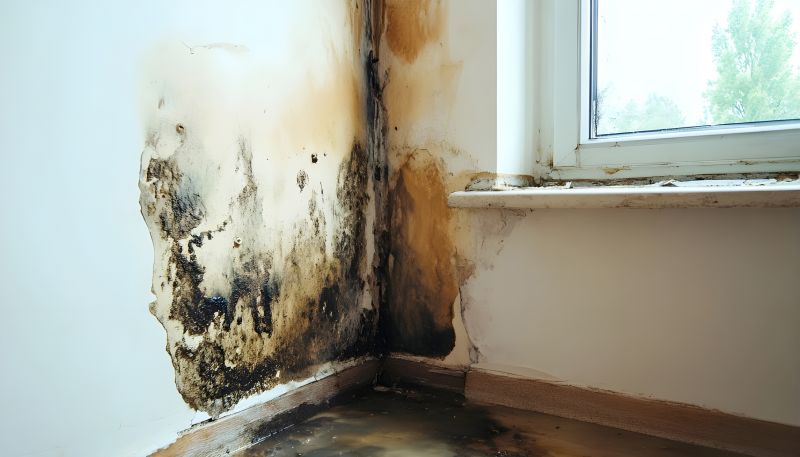 Black Mold Remediation in Broward County, FL