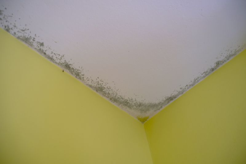 Ceiling Mold Removal in Frisco, TX