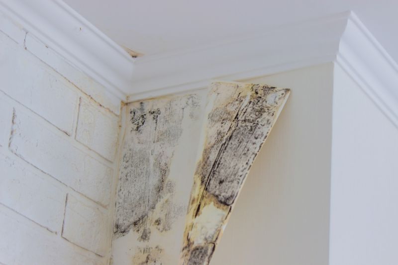 Ceiling Mold Removal in Fort Lauderdale, FL