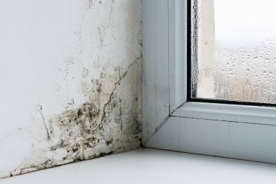 Signs of Mold Growth