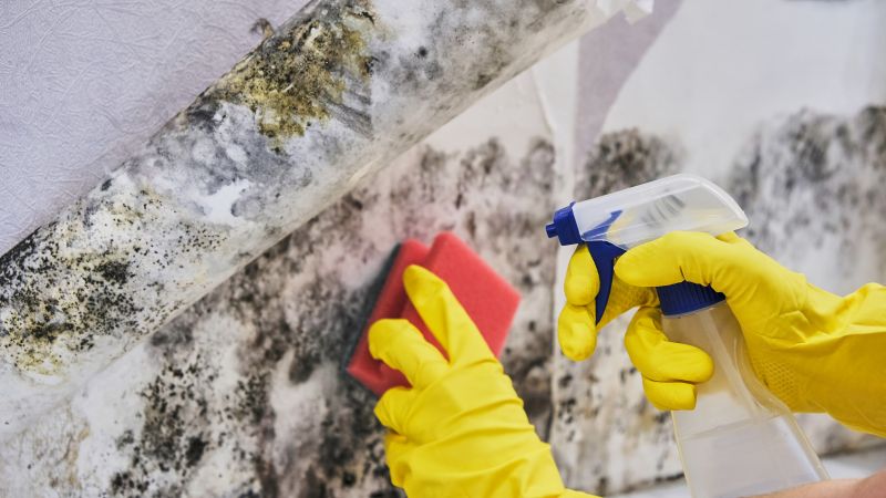 Mold Removal in Dallas, TX