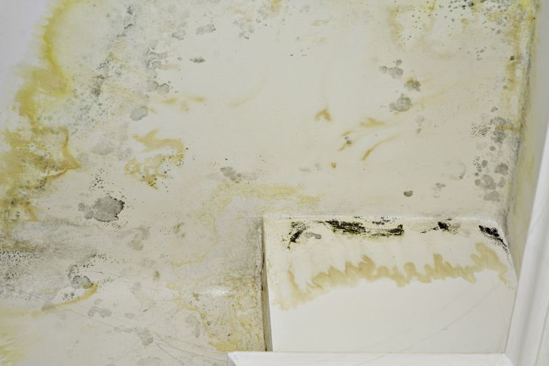 Mold Treatment Service in Dallas, TX